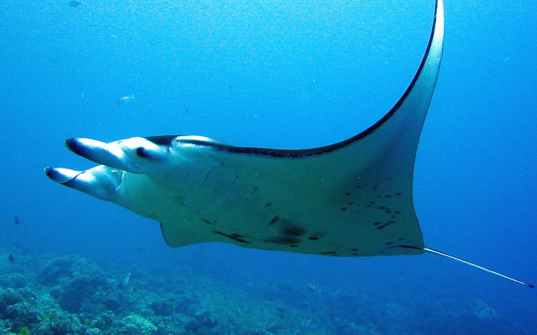 Movement Patterns of Reef Manta Rays