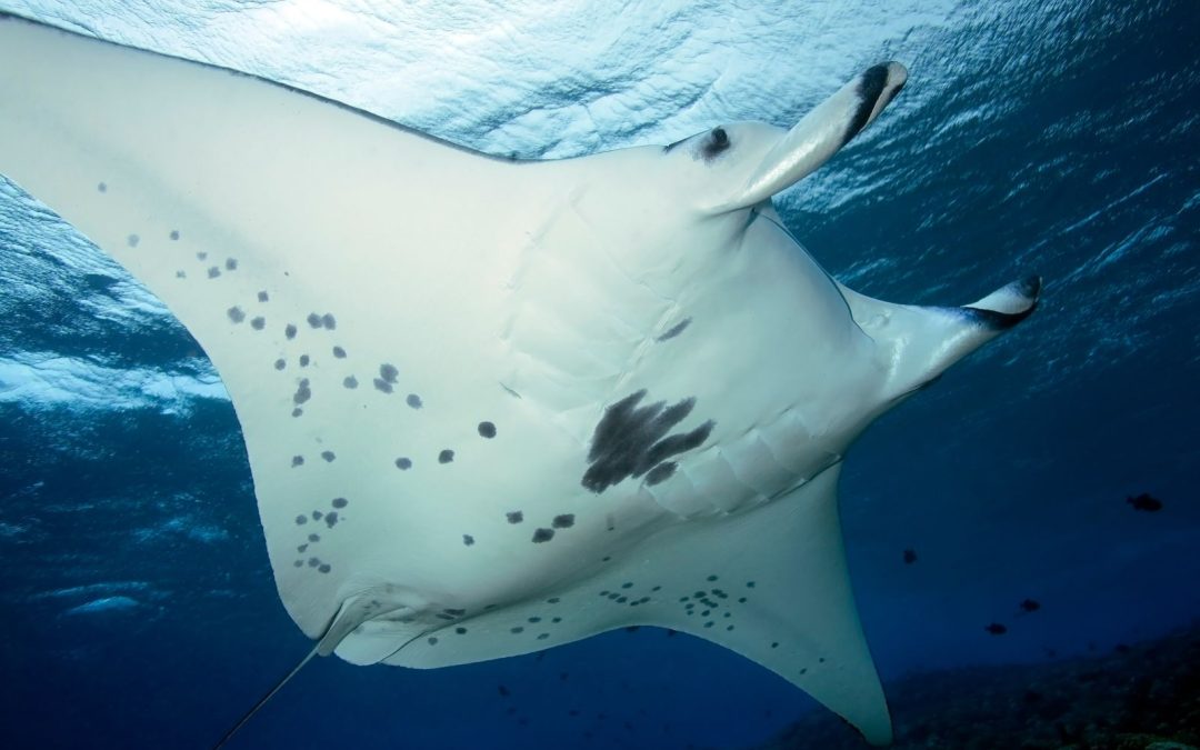 How Manta Rays Boost the Local Economy Around the World