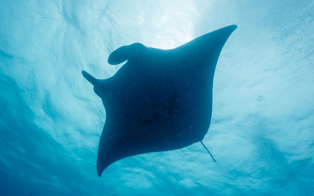 Atlantic manta ray: science confirms third species