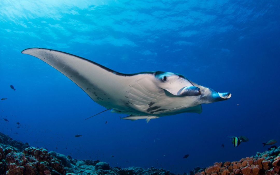 Manta Rays Myths and Legends Around the World