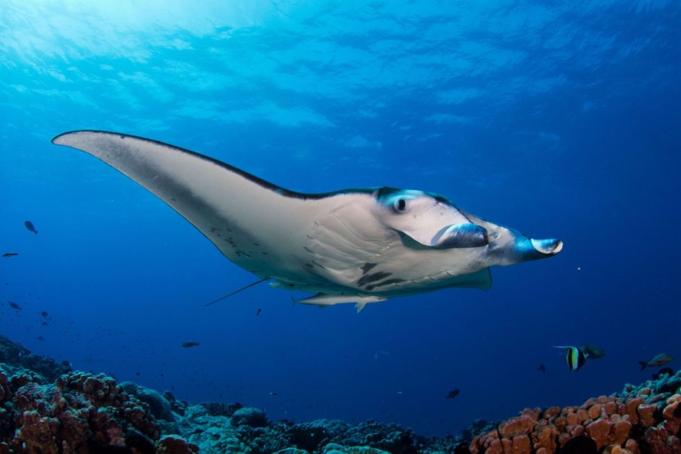 Manta Rays Singer Manta Rays Myths and Legends Around the World - Manta Ray Advocates Hawaii