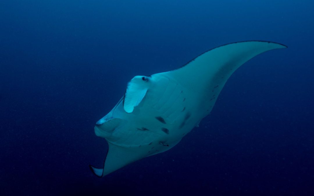 Wild Adventures Need Wild Responsibility: Guest Questions we Wish Were Jokes