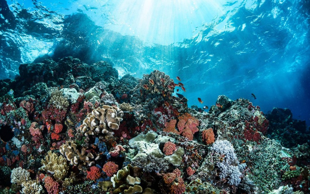 Inside the coral reefs, natural habitat of the reef manta