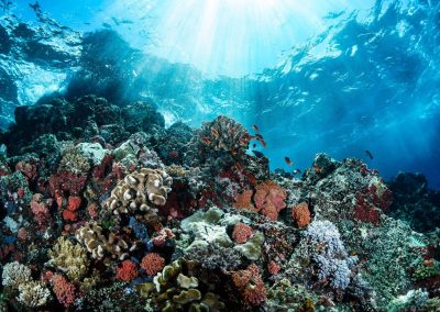 Inside the coral reefs, natural habitat of the reef manta