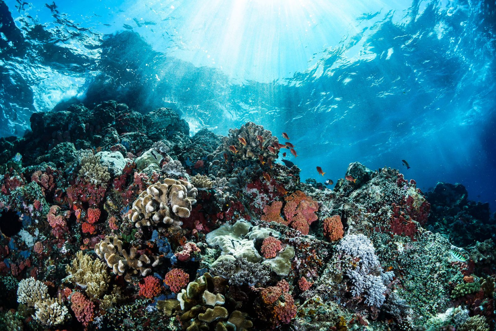 Photo of a coral reef to illustrate the article about coral reefs and manta rays