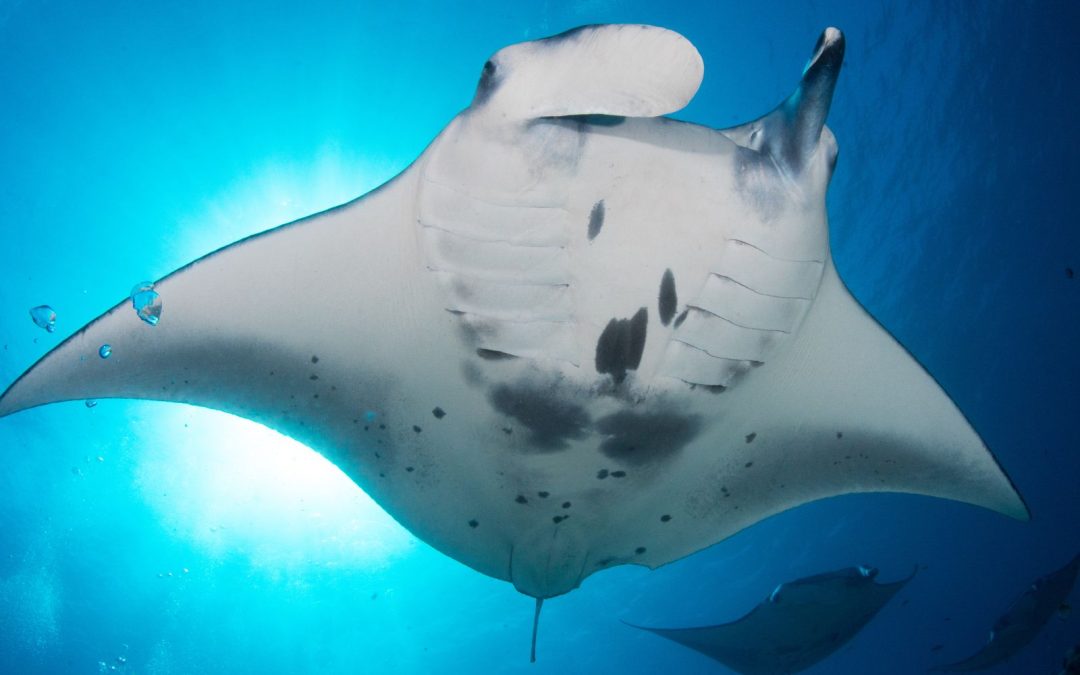 The fascinating anatomy of manta rays