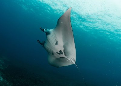 Manta ray evolution through (pre)history