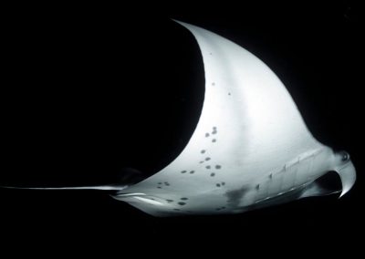 The skin of manta rays: slimy suits with built-in armor