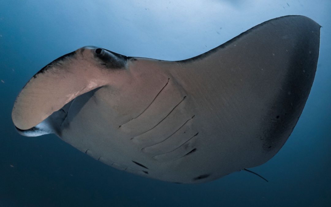 The skin of manta rays: slimy suits with built-in armor