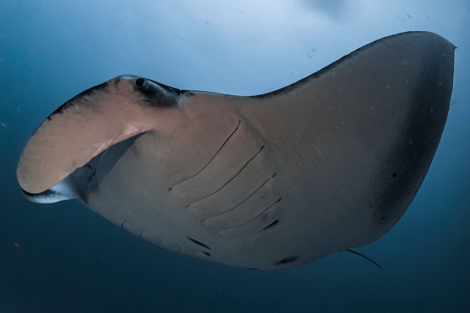 A photo of a manta ray to illustrate the article about the manta ray skin
