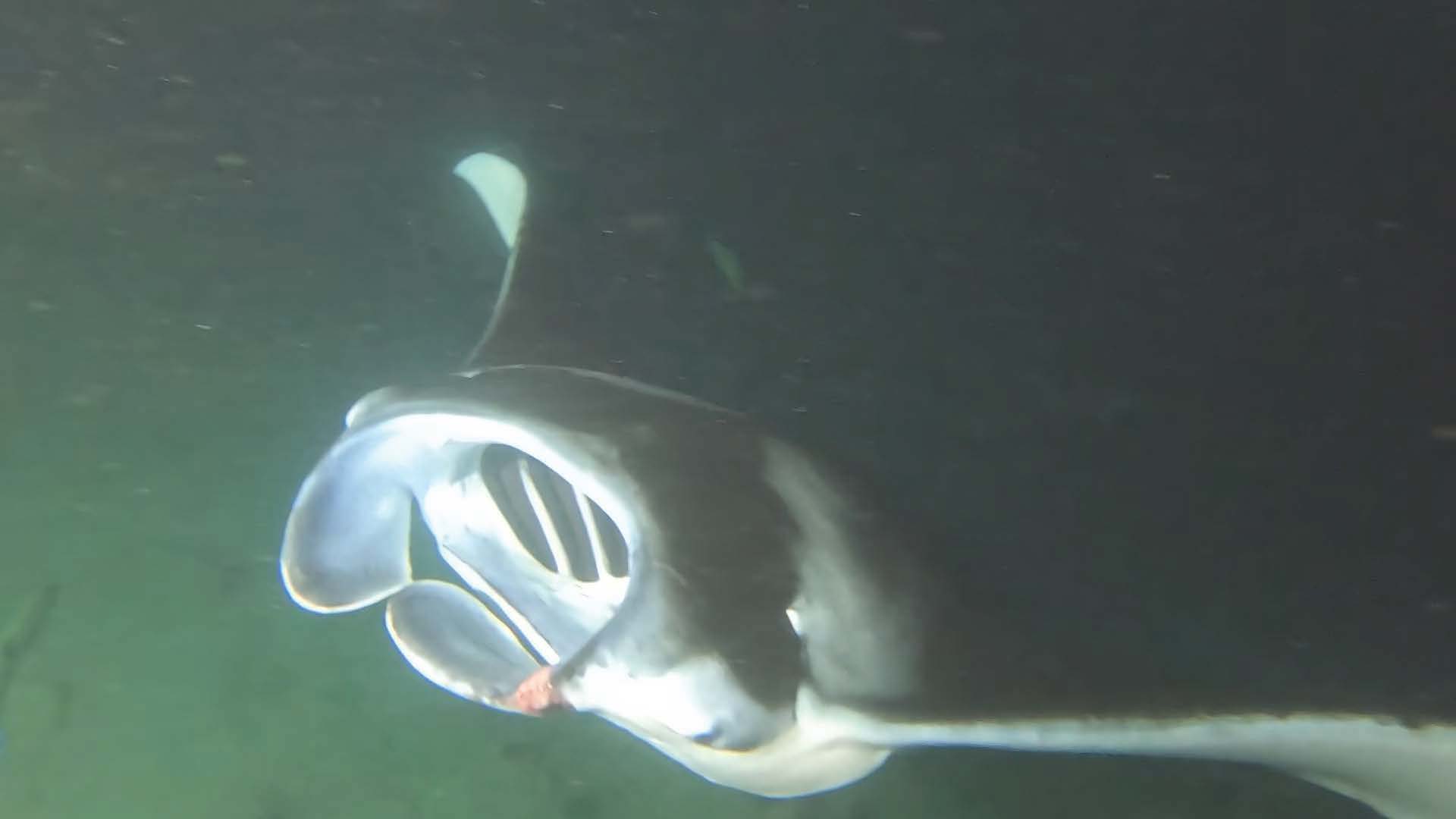 Lana Del Ray with left cephalic fin cut