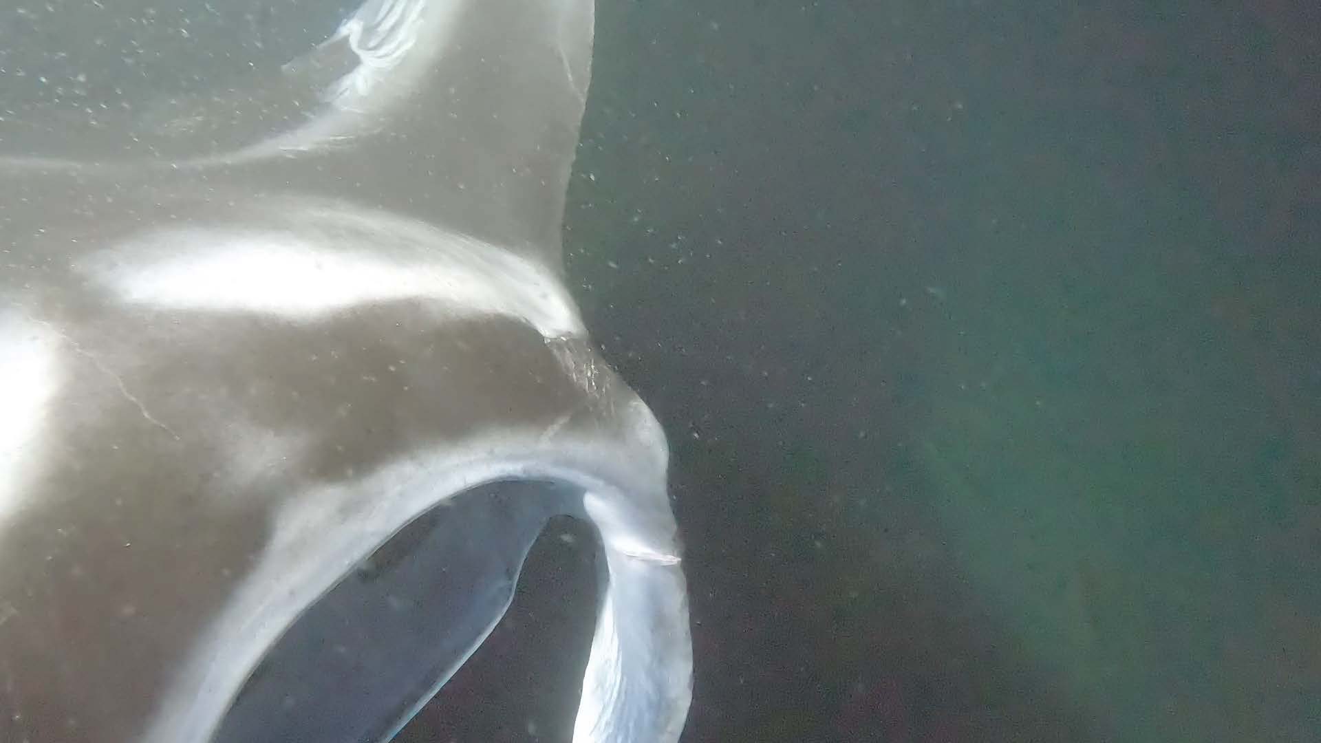 Lana Del Ray with left cephalic fin healed