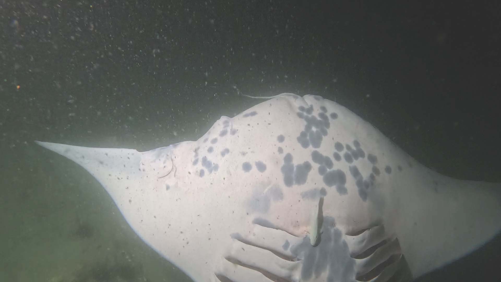 Lana Del Ray left wing scar tissue 