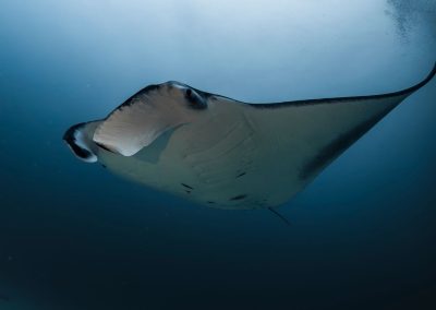 Tracking manta rays: how researchers follow the gentle giants