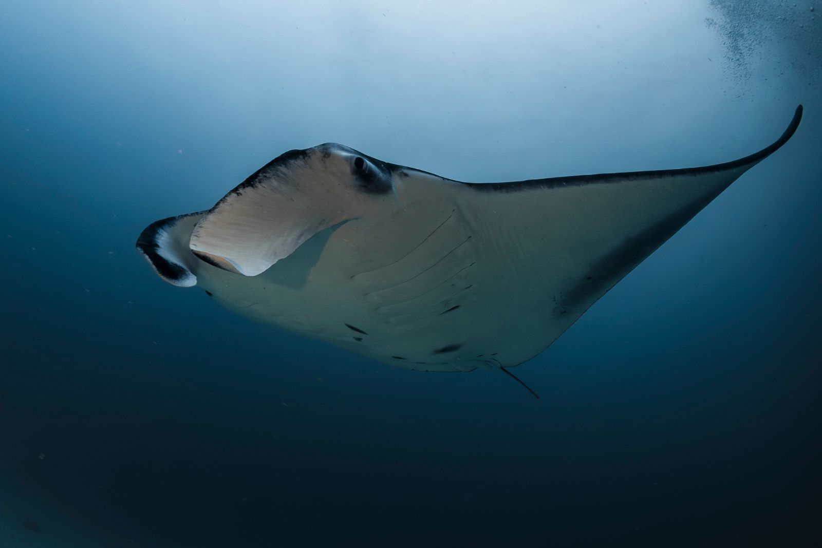 A photo of a manta ray to illustrate the article about tracking manta rays