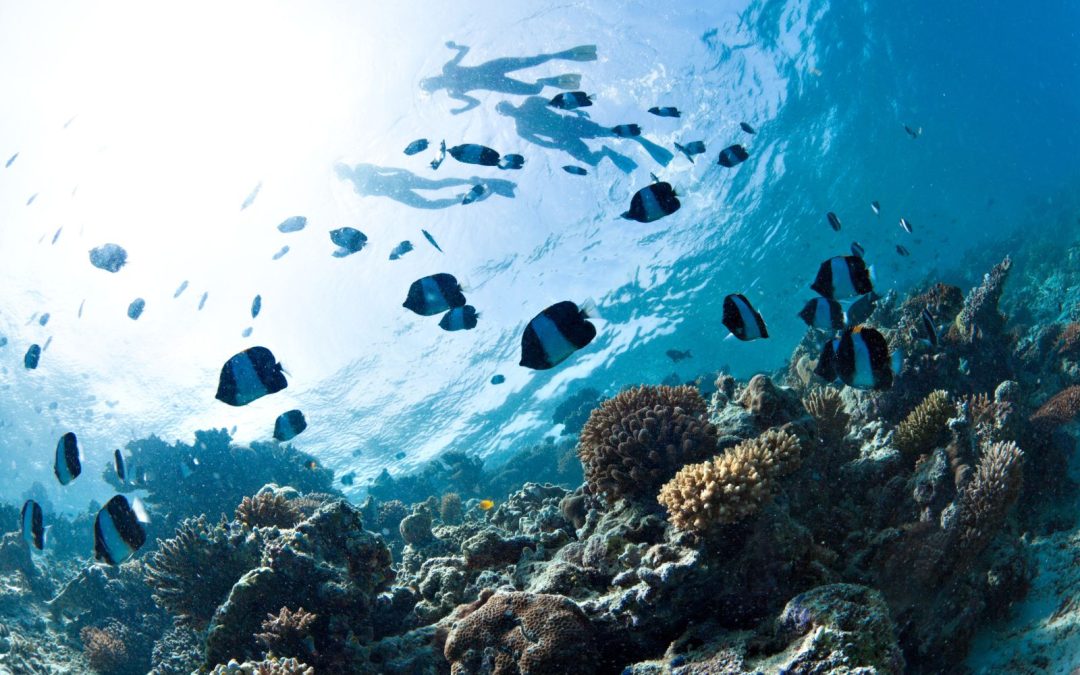 Why swimming and snorkeling skills are a prerequisite to join our manta ray tours