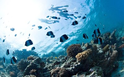 Why swimming and snorkeling skills are a prerequisite to join our manta ray tours