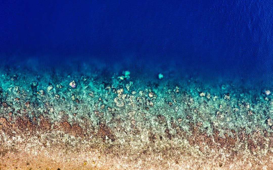 5 trusted ocean conservation organizations to support in 2026