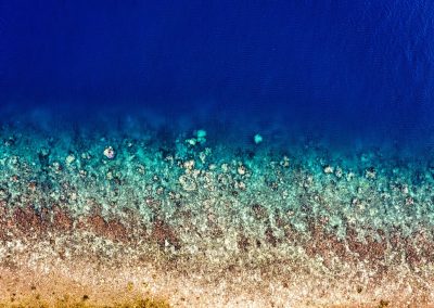 5 trusted ocean conservation organizations to support in 2026