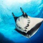 The differences between the reef, giant, and Atlantic manta rays