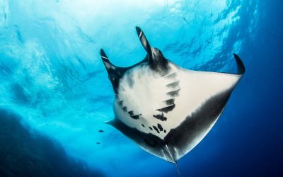 The differences between the reef, giant, and Atlantic manta rays