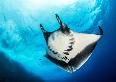 The differences between the reef, giant, and Atlantic manta rays