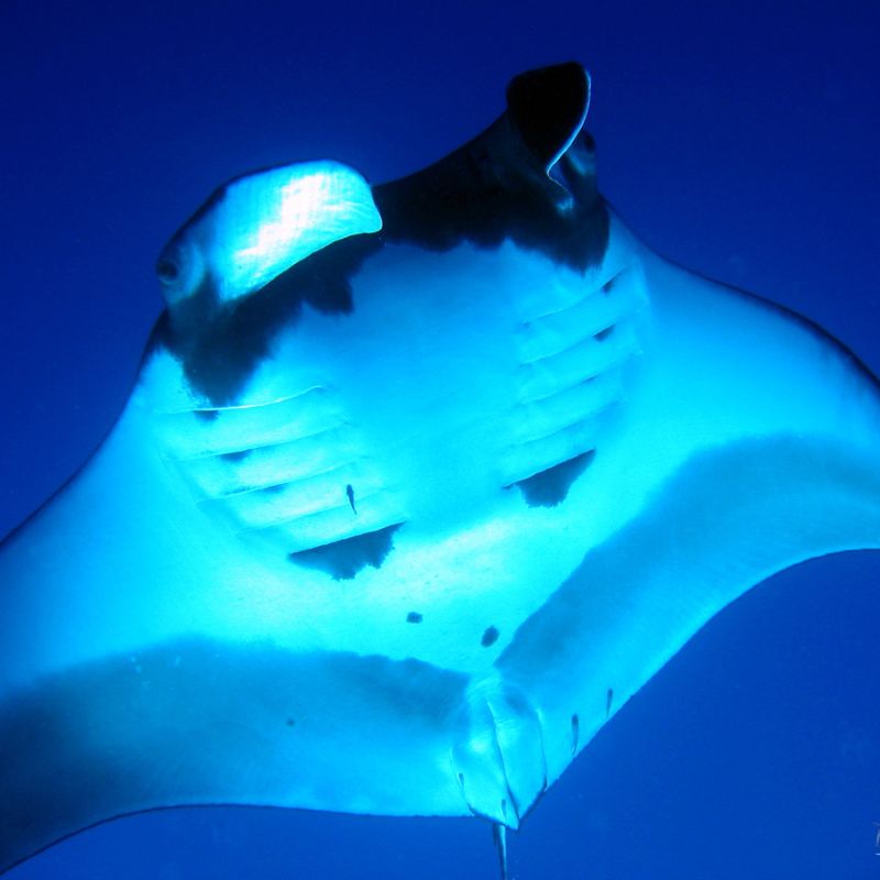 Pelagic manta ray underbelly