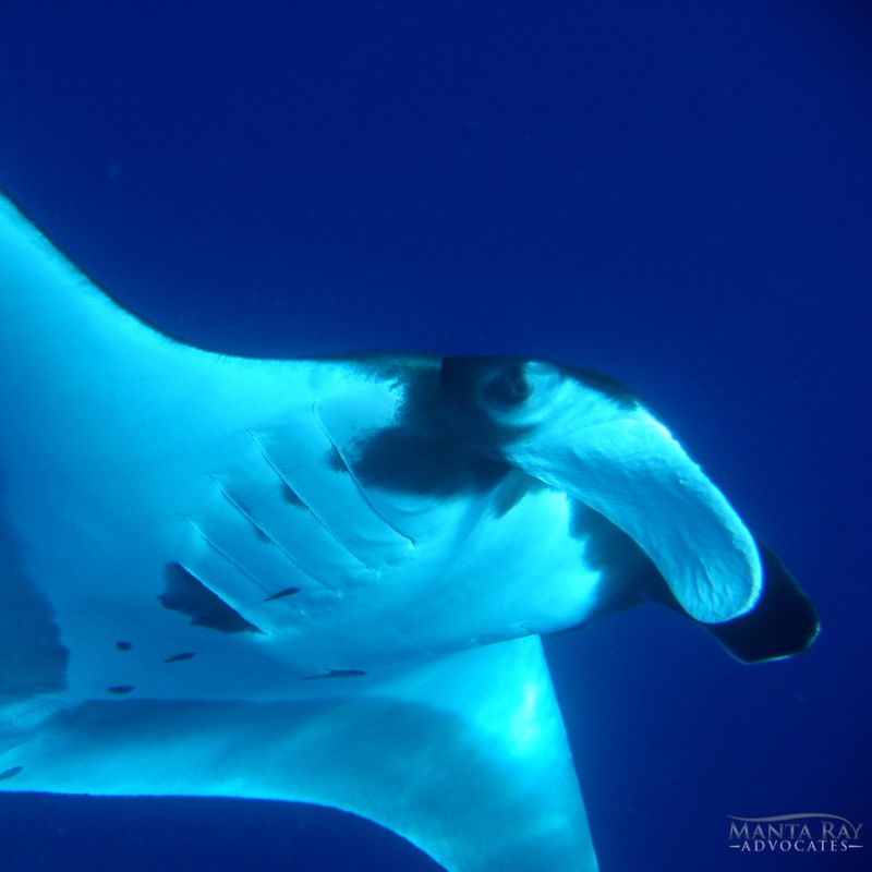 Pelagic manta ray dark coloration around cephalic fins