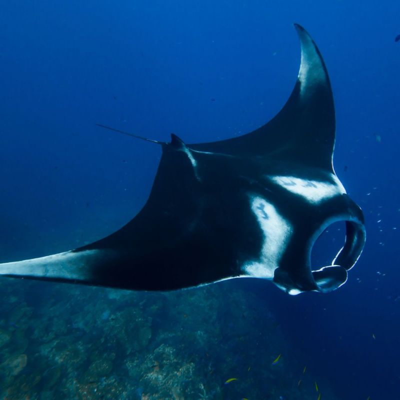 A pelagic manta ray from above, with a t-shape pattern
