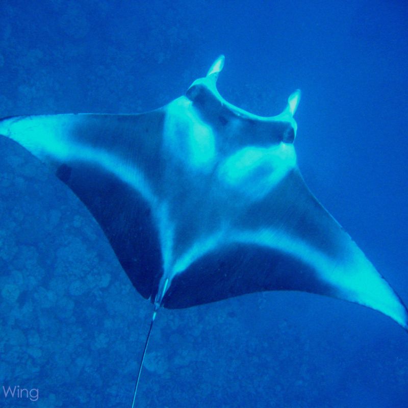 A reef manta ray from above, with an Y-shape soft pattern