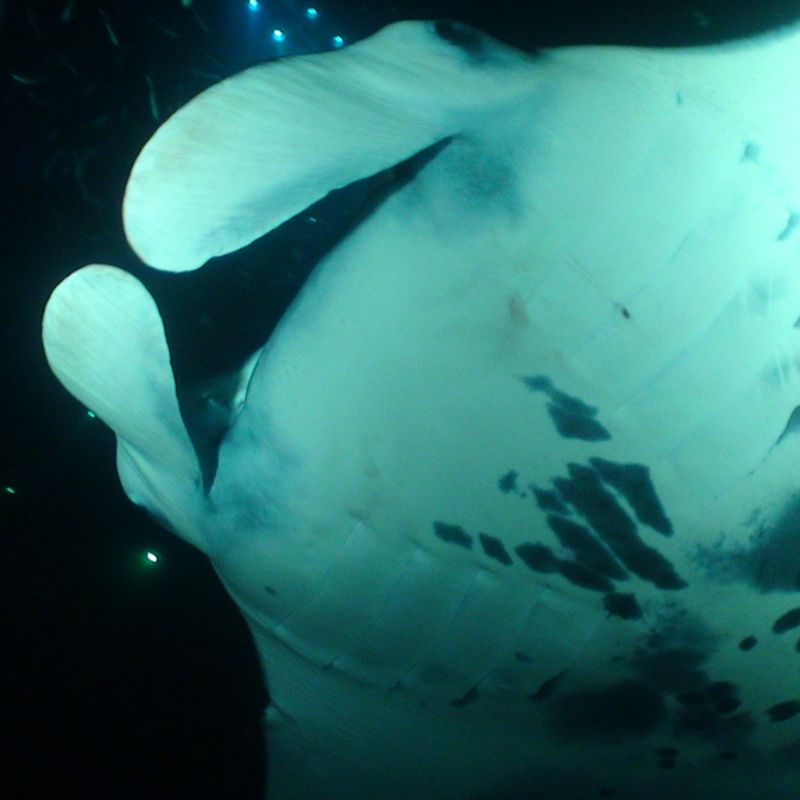 Reef manta ray - light coloration around the cephalic fins