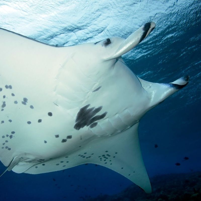Reef manta ray showing its distinctive underside markings.
