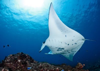 Booking a manta ray swim on behalf of others