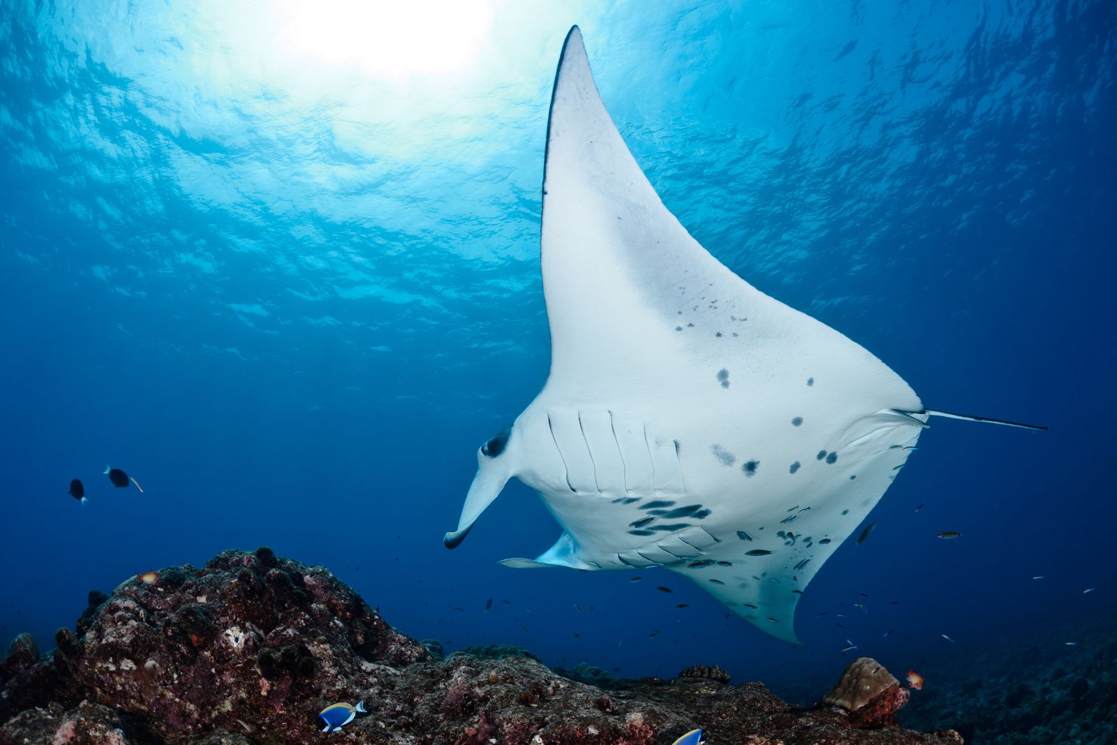 Group bookings A photo of a reef manta ray
